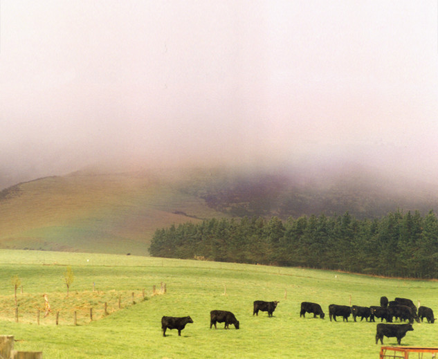 New Zealand Beef Cows