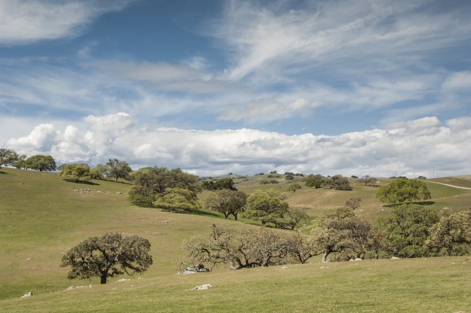 Portola Valley Carrie Davis